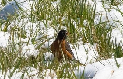 snow-robin.jpg