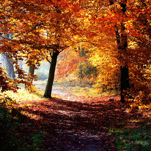 Image via http://autumn-dreaming.tumblr.com/