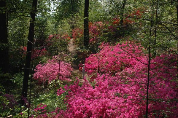 Image from Save the Azaleas