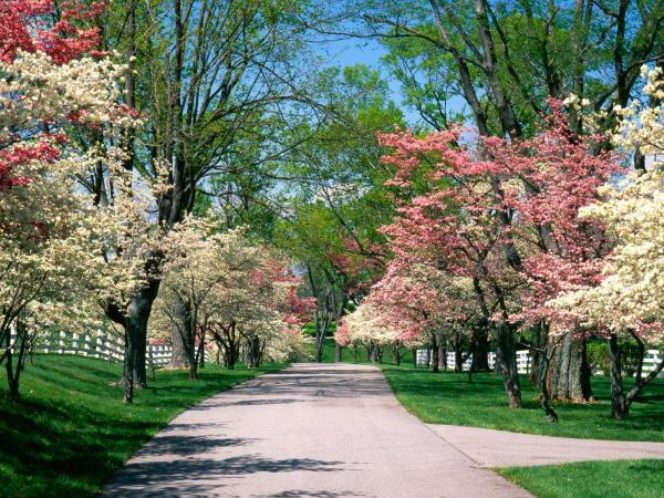 Pink and white dogwoods in bloom. From Young Gardener.