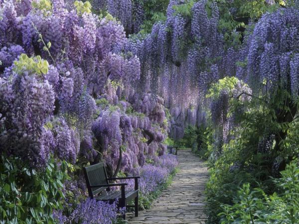 Wisteria (from Romancing the Bee)